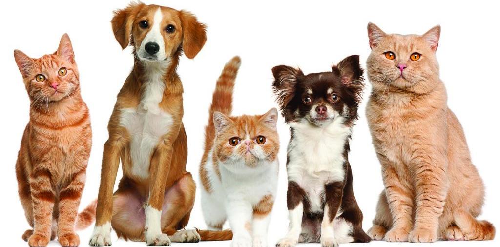 Доска объявлений о животных | ЗооТом - продажа, вязка и услуги для животных в Шилке