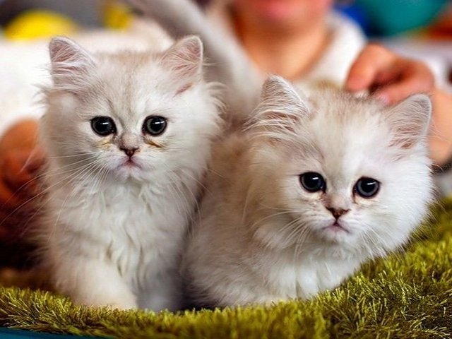 Породы кошек в Шилке | ЗооТом портал о животных