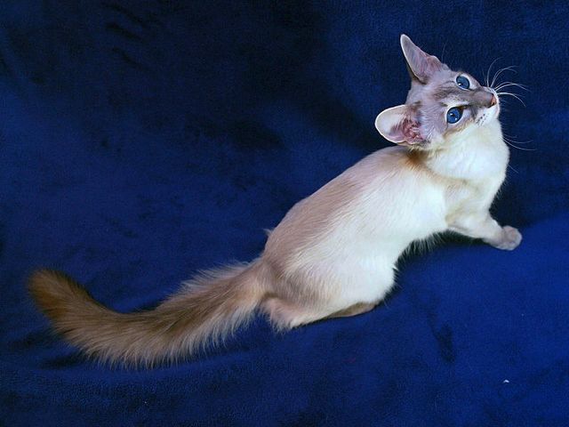 Выведенные породы кошек в Шилке | ЗооТом портал о животных