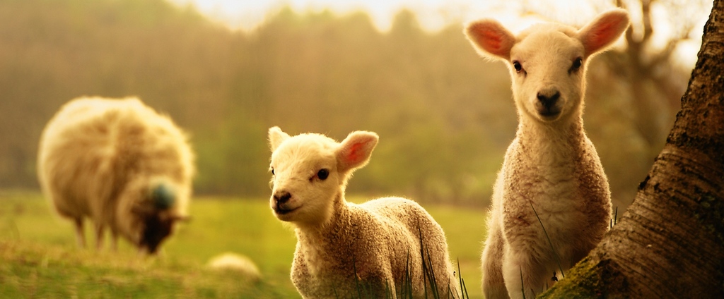 Объявления о сельскохозяйственных животных | ЗооТом - продажа, вязка и услуги для животных в Шилке