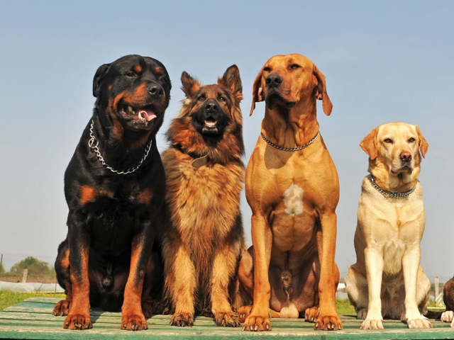 Крупные породы собак в Шилке | ЗооТом портал о животных