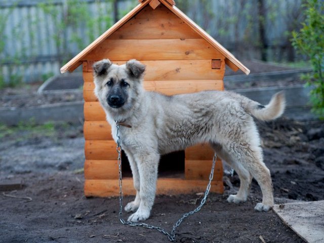 Все о собаках в Шилке